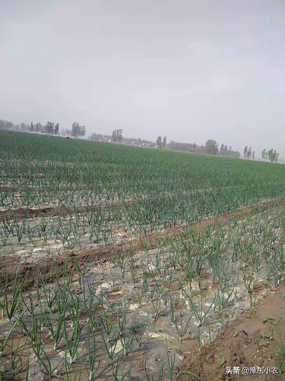 大蒜长蒜苔,大蒜长蒜苔时蒜瓣长芽怎么回事