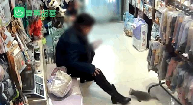 把猫咪打死了心情很沉重,发火了把猫咪差点打死猫咪会怎样