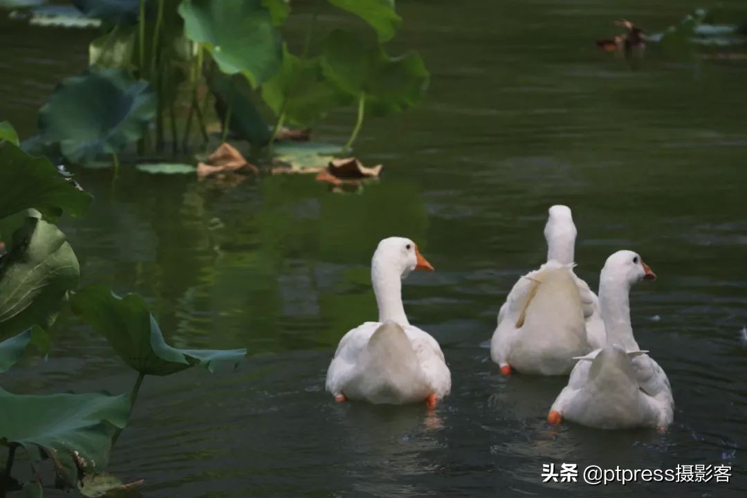 客叔辣评｜摆脱随手拍，你还有多远？