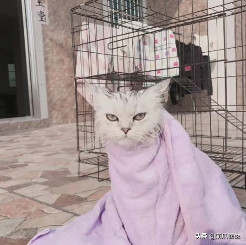 哪个品牌的猫粮把猫吃死了,go猫粮出事后怎么办