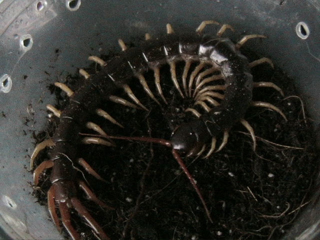 世界最恐怖的十大蜈蚣,十大最毒蜈蚣排名