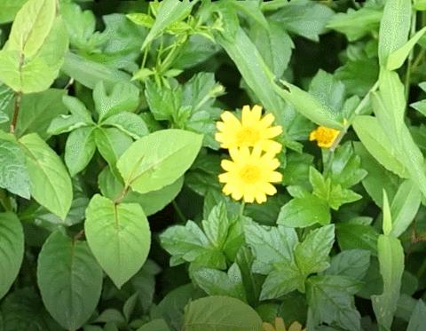 用相机如何拍摄过渡虚化的效果,想拍出高质量的短视频