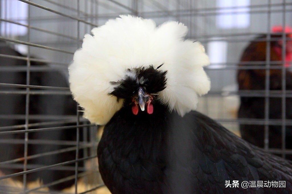 大部分人都喜欢吃鸡，但是鸡被人类驯化后还选育出了这些观赏品种