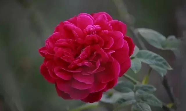 每天学习一点点花卉,100种常见玫瑰品种