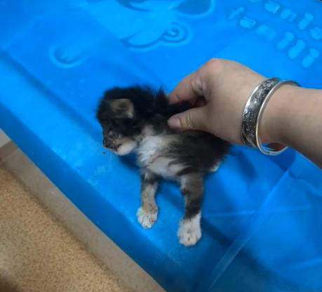 捡到一只流浪猫眼睛烂了怎么办,捡了一只生病的小奶猫