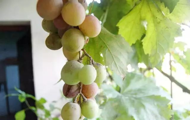 在阳台上种植葡萄要注意些什么,阳台种植葡萄的全过程
