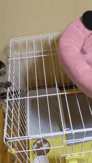 奇怪的知识增加了！猫咪简直就是液体做的