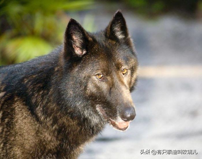 狼犬被嫌弃,被遗弃的大狼犬