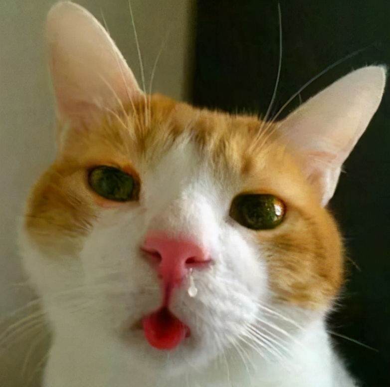 猫咪十大常见疾病及症状,猫咪常见的5种病