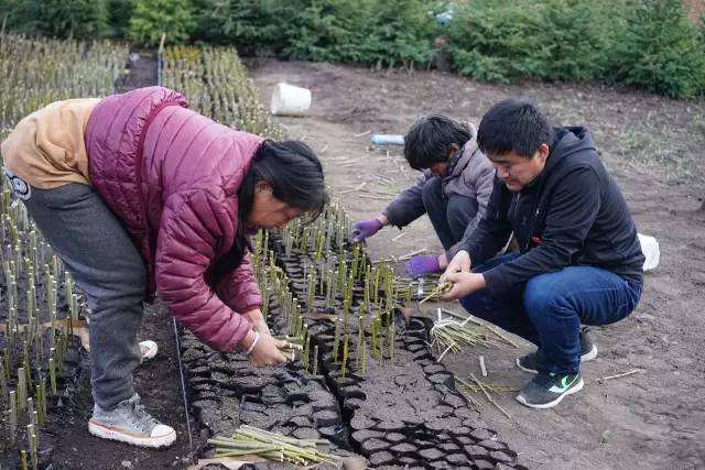 扦插垂柳什么时候成活率高,垂柳能扦插成活吗
