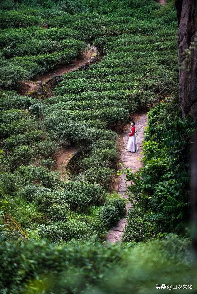 武夷山最有名的大红袍茶,武夷山大红袍正宗茶有多少钱一斤