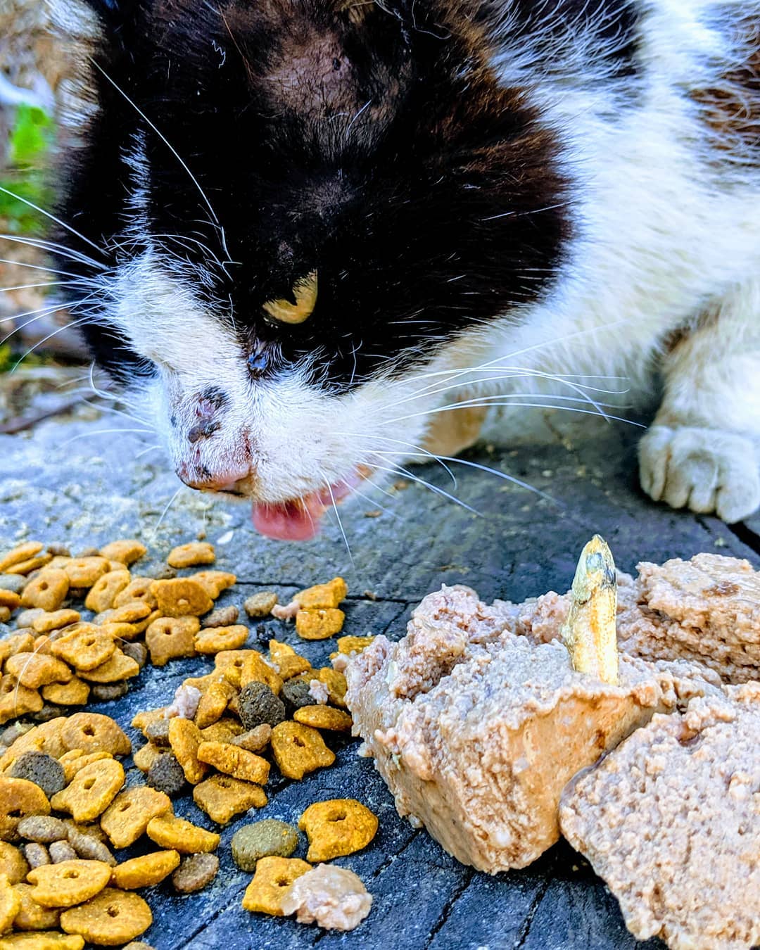 养猫最重要的营养素,猫平时要准备些什么营养素