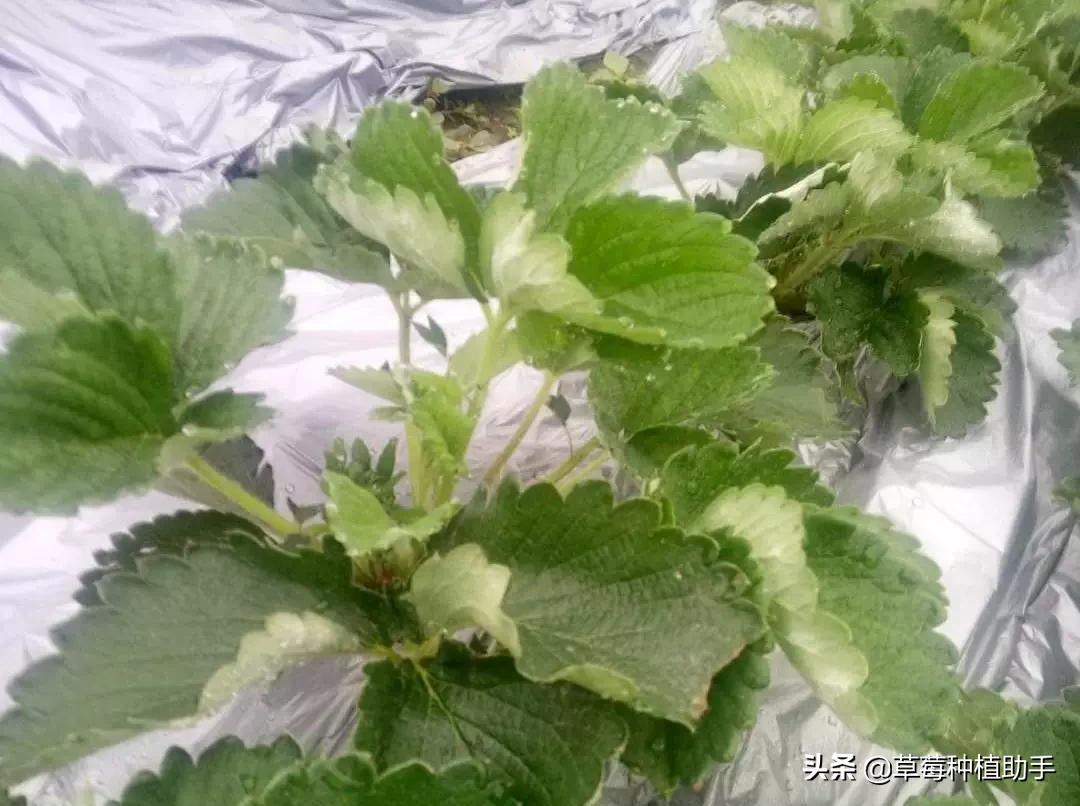 草莓白粉病正确的打药方法,草莓白粉严重怎么治