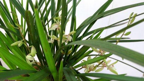 给我们科普一下兰花怎么养,200种兰花家庭莳养方法