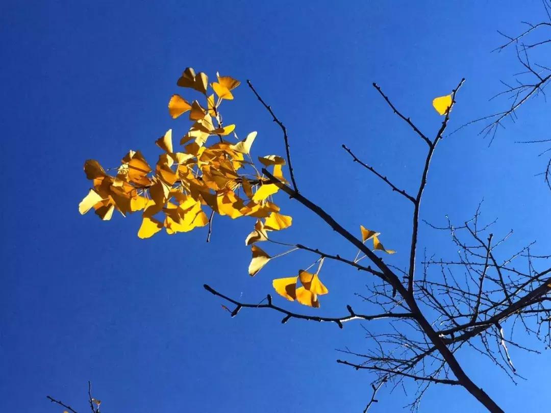 好消息昆明高新区,好消息昆明7个公园免费开放