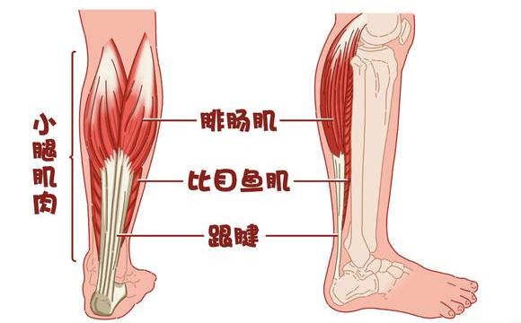 小腿细锻炼小腿肌肉的方法,怎么拉伸小腿小腿才不会外翻变粗