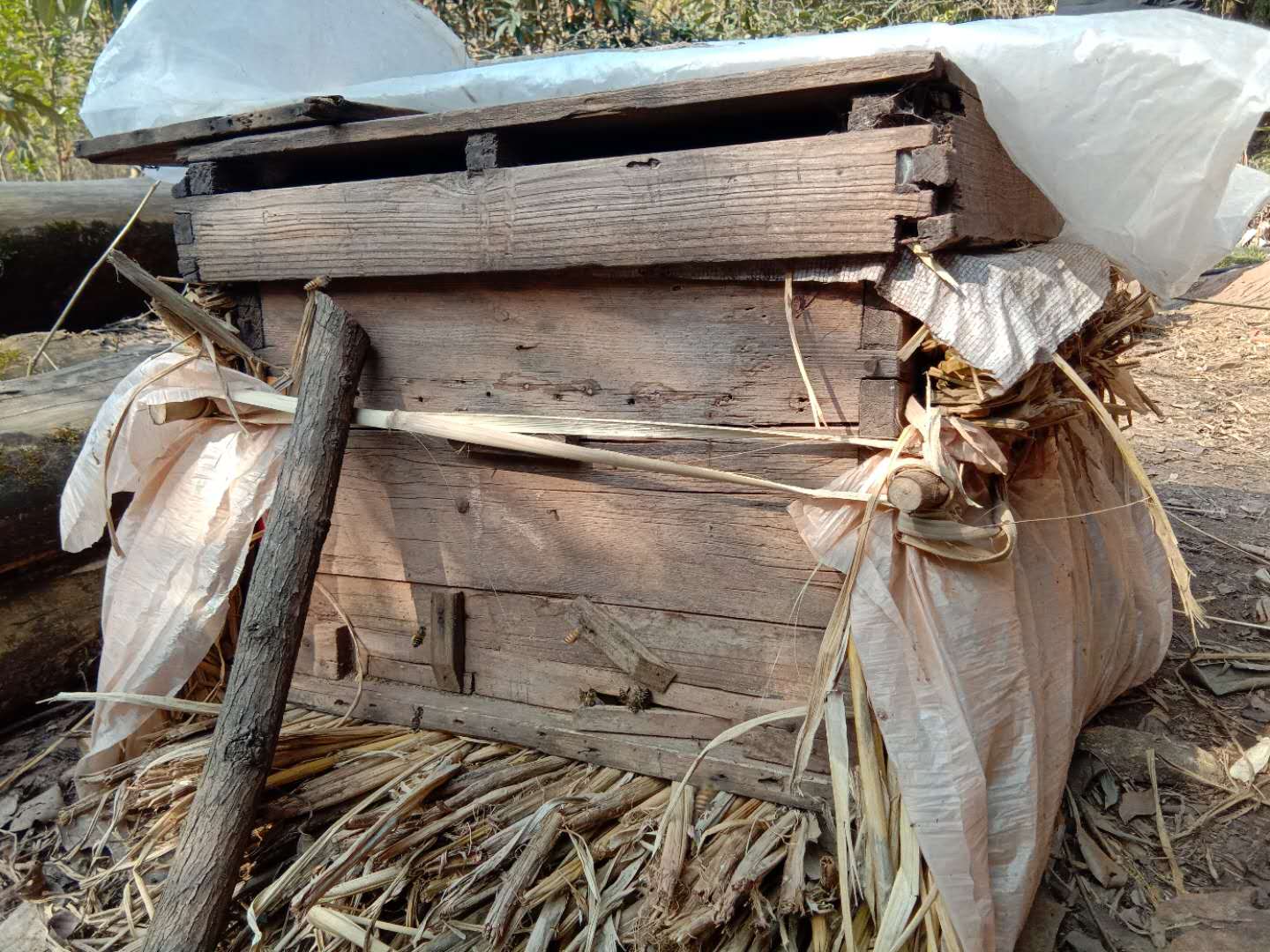 蜂群来袭,在野外遇到蜜蜂群蜂攻击该怎么办