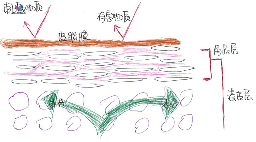 脐带血干细胞护肤品真的有用吗,脐带血干细胞是不是骗人的