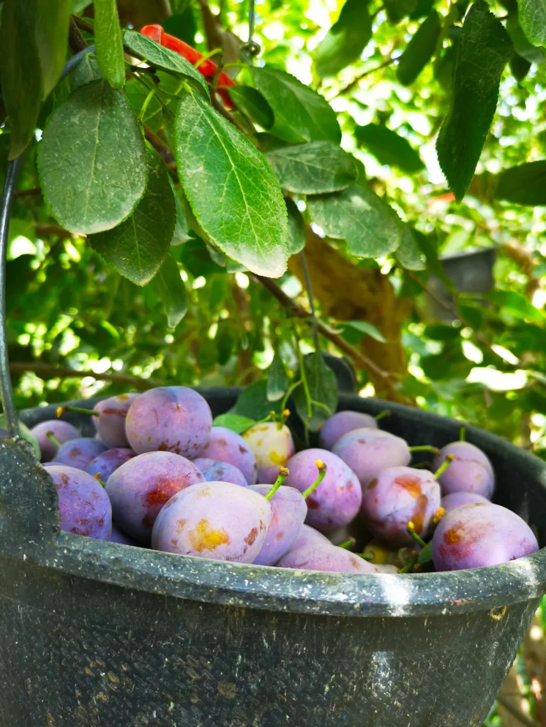 智利野生车厘子好吃吗,智利车厘子哪种好吃又划算