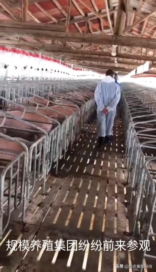 100头母猪养殖视频大全,中草药养母猪技术