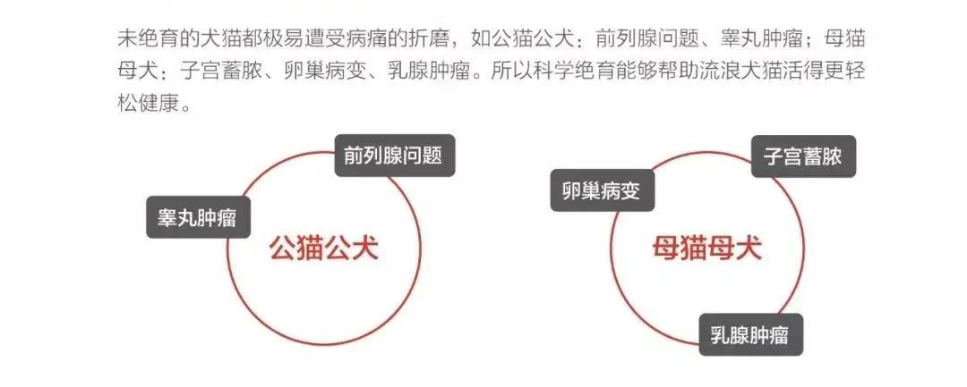 遇到流浪猫该如何科学救助？这篇救助手册里全有了