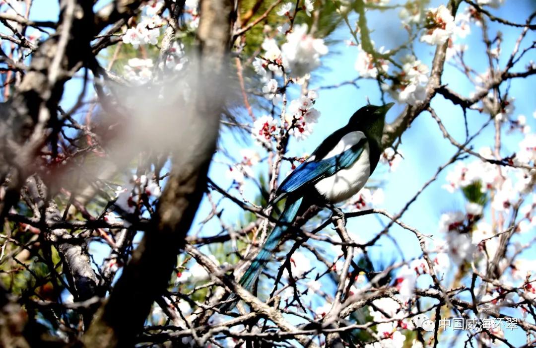 环翠公园美景,走进春天的环翠公园