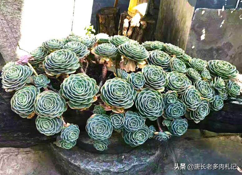 玉蝶夏季能不能摘心,怎么给多肉玉缀换盆