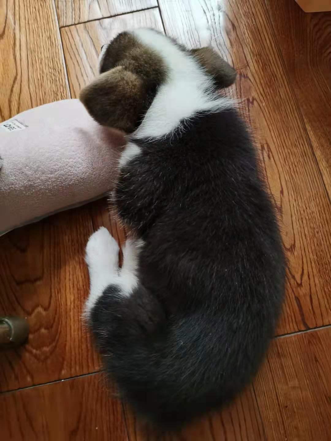 钀岀嫍鐙楃殑骞哥鐢熸椿,钀岀嫍濂剁洊