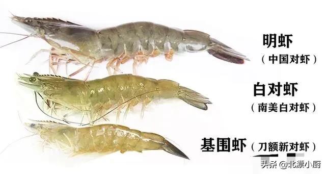 基围虾明虾对虾怎么区别,明虾和基围虾海白虾