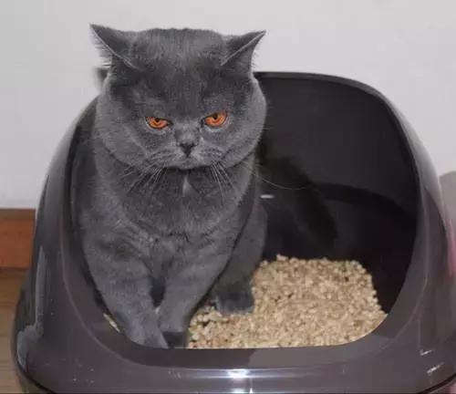 猫感染球虫滴虫用什么驱虫药,猫咪球虫滴虫怎么治疗最有效