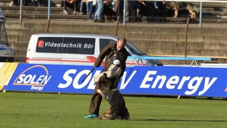 「希德勒之刃」综合素质接近完美的东德牧羊犬，了解一下？