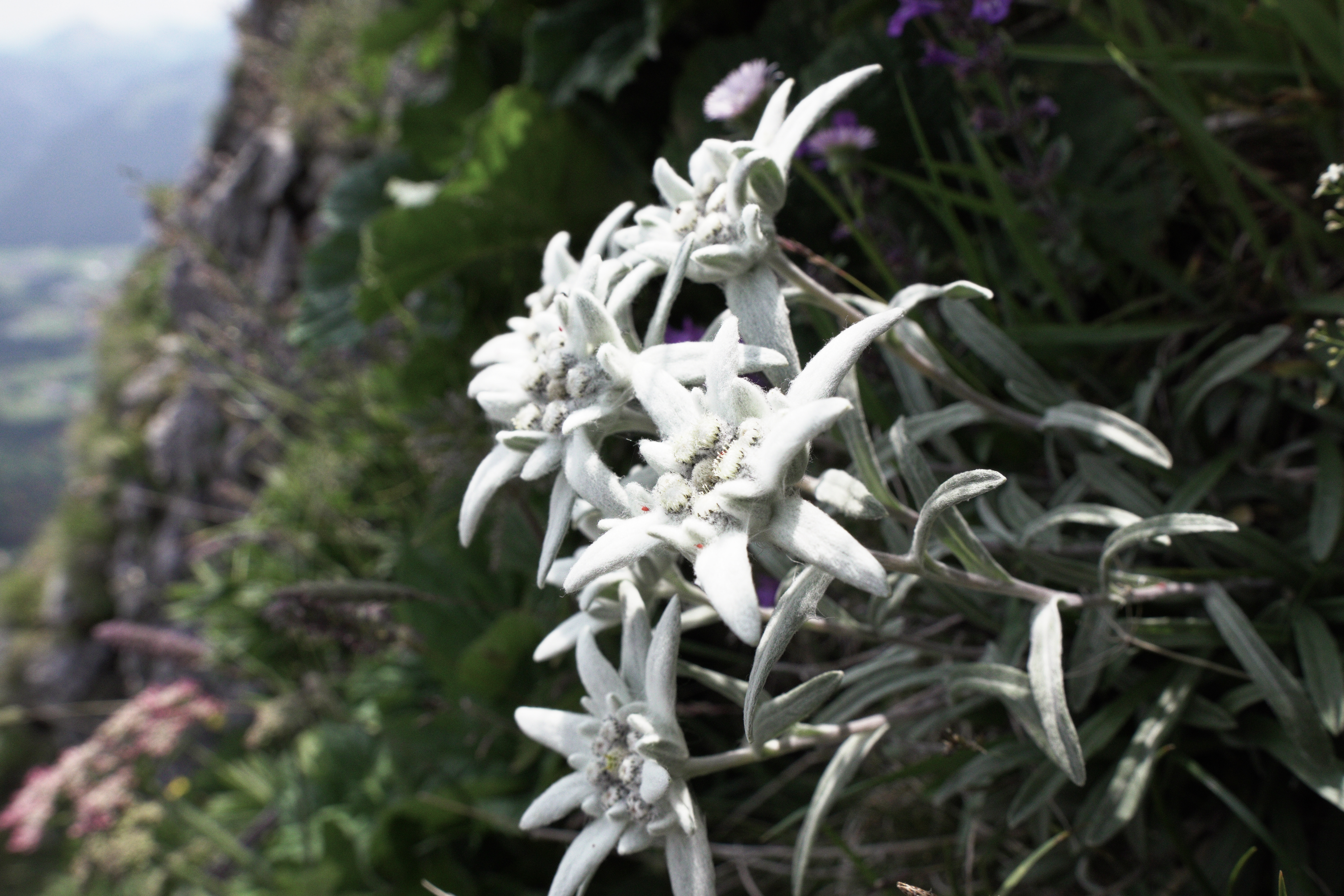 适合5天徒步的登山鞋,第一双登山鞋