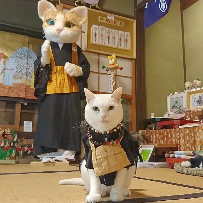 日本都是招财猫的寺庙,猫咪古灵精怪的寺庙