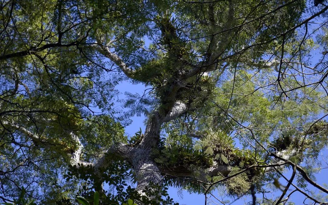 巴西联邦共和国简介(一)