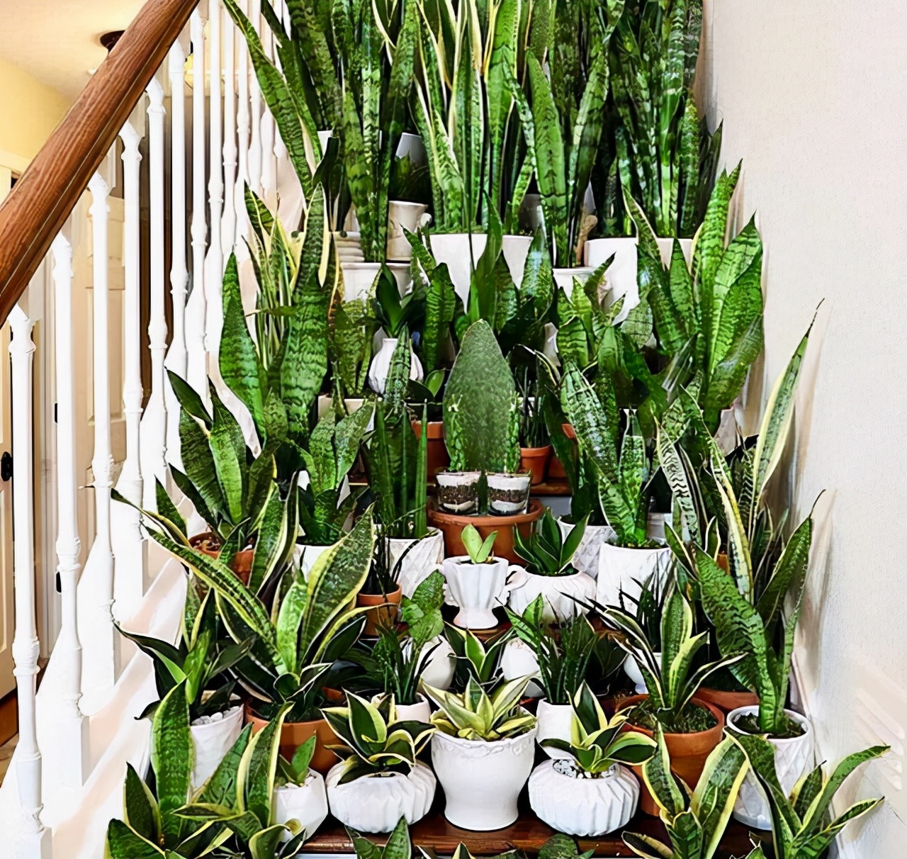 给人养殖什么花适合家养,什么花最好养又适合长期喝