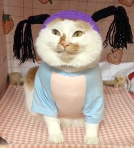 可可爱爱的猫狗,可可爱爱的流浪猫咪