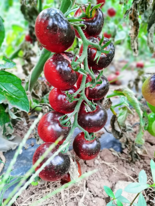 寻甸渔乐谷最新消息,寻甸欢乐世界项目大全