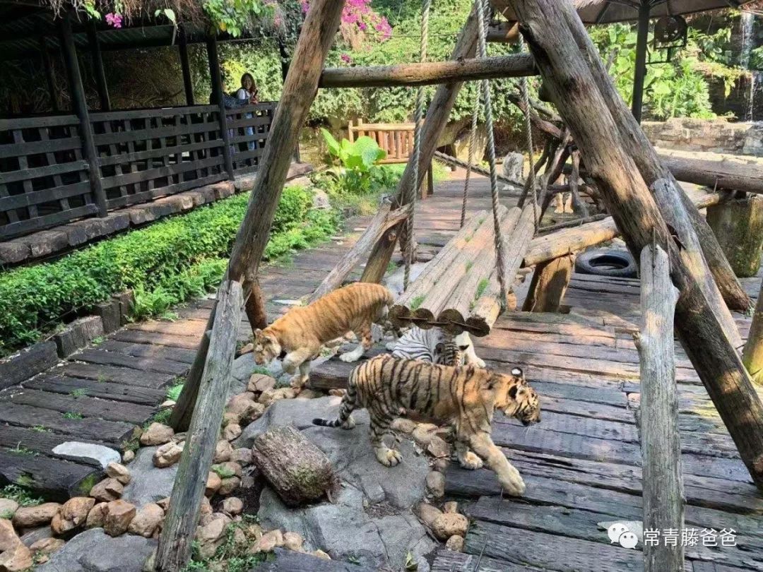 过年去珠海长隆海洋王国游玩攻略,广州长隆欢乐世界带娃一日游攻略