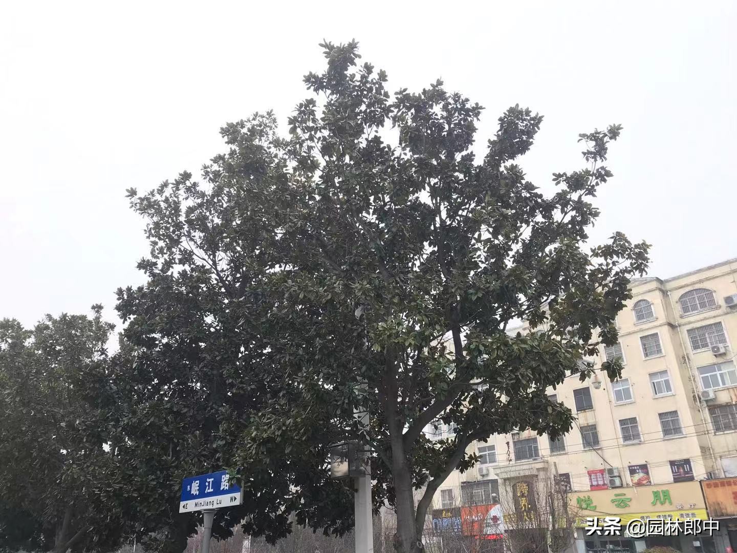 广玉兰树皮发黑怎么治疗,广玉兰树干黑斑点怎么治