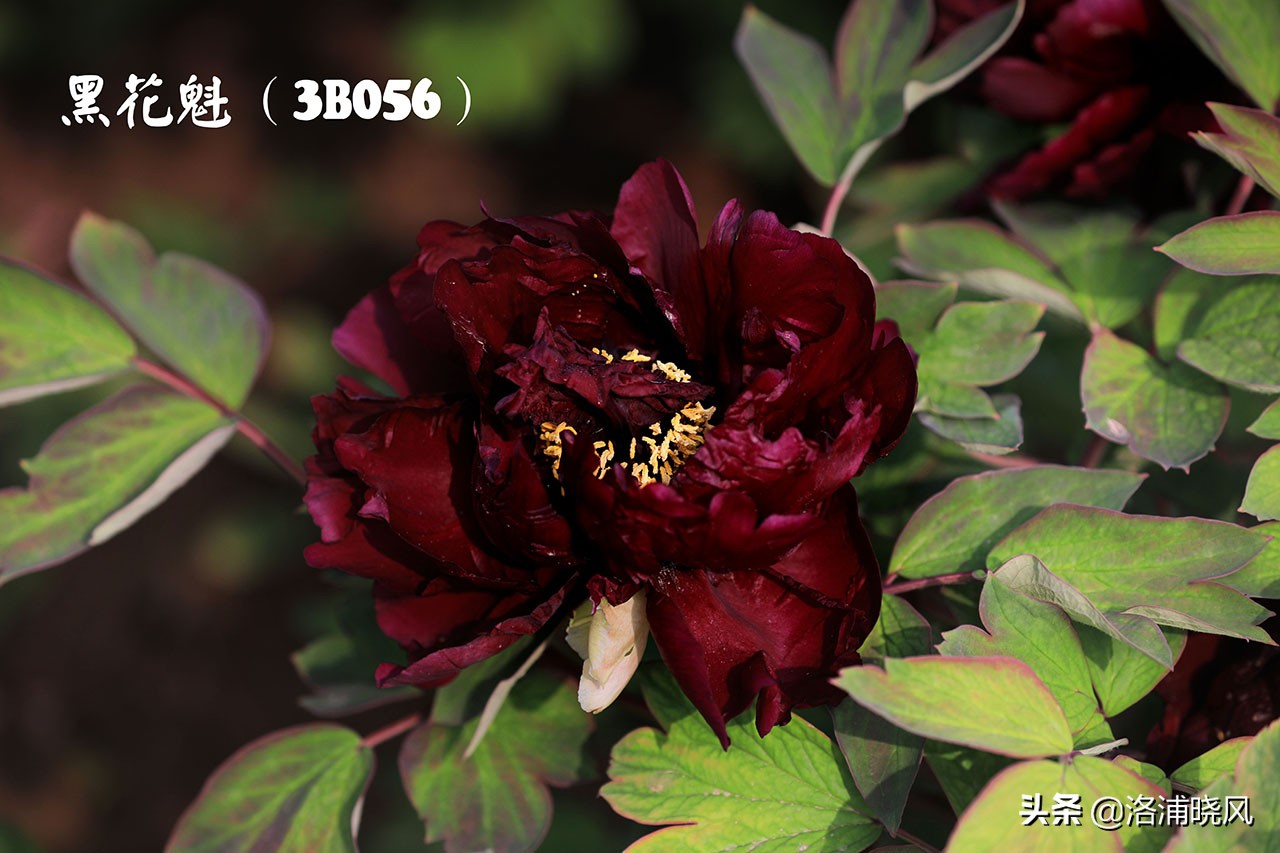 牡丹的名贵品种黑牡丹和绿牡丹,牡丹的稀有品种绿牡丹和黑牡丹