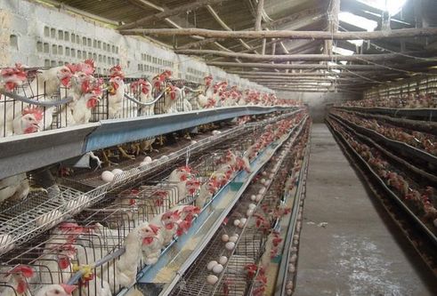 建造散养鸡场,建造大棚鸡舍