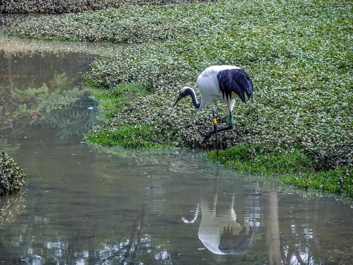 星湖冬日燃情，比落羽杉还要红的是什么？#我和湿地有个约会#