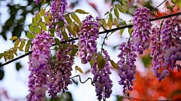 紫藤花怎样养成老桩,紫藤花种植方法和注意事项有哪些