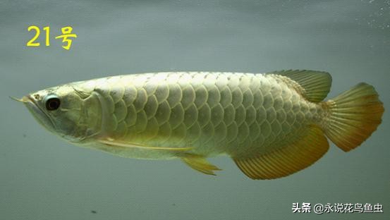 观赏龙鱼图片欣赏,观赏鱼欣赏龙鱼