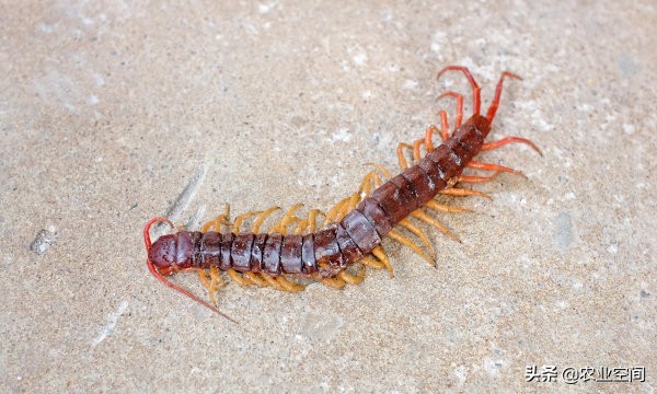 入药蜈蚣和普通蜈蚣,蜈蚣的最佳养殖方法和销路