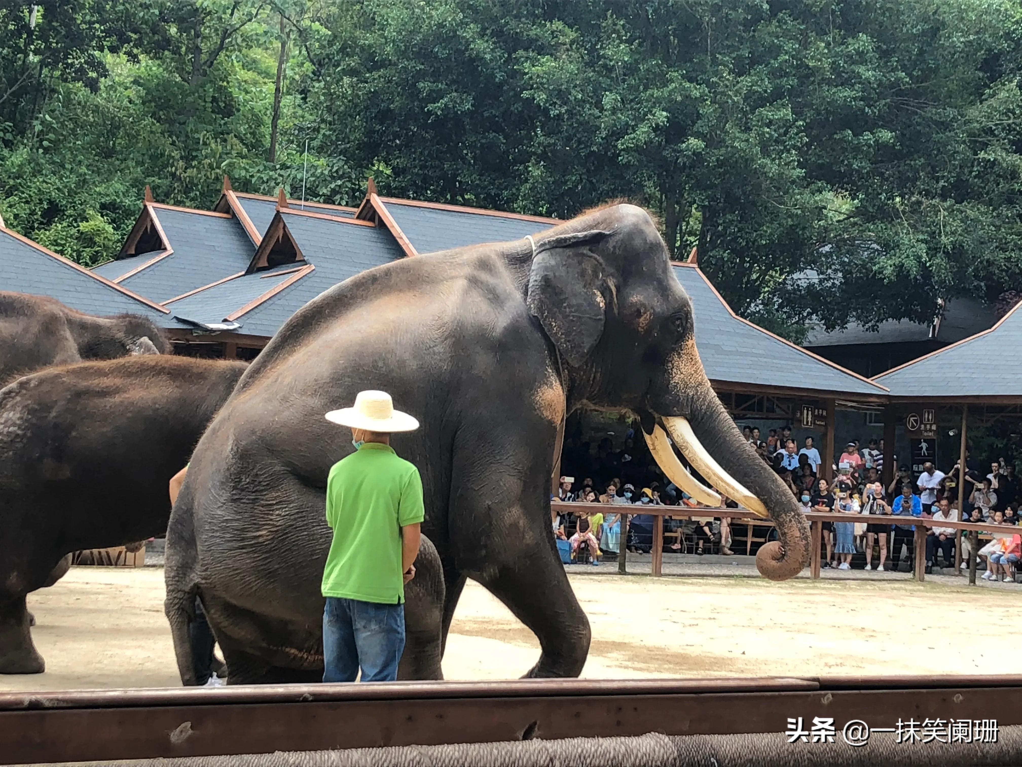 云南西双版纳野象谷大象学校表演,西双版纳野象谷大象表演时间表
