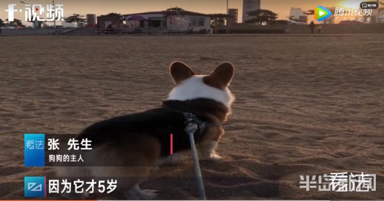 青岛宠物店柯基寄养被打死,狗在宠物店猝死