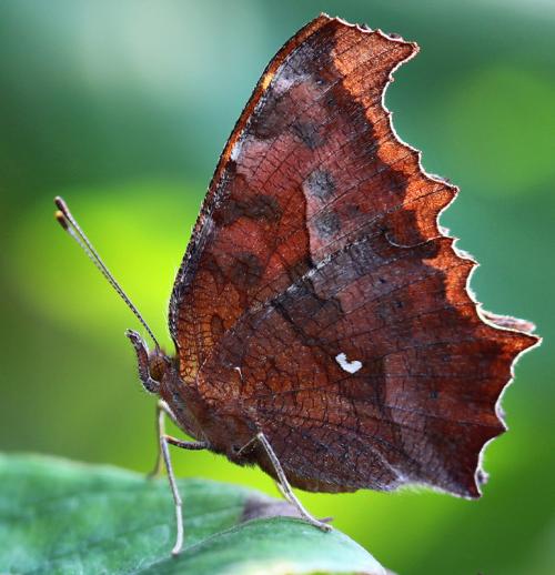 易容与山水树木之间，枯叶蝶曾有美丽传说
