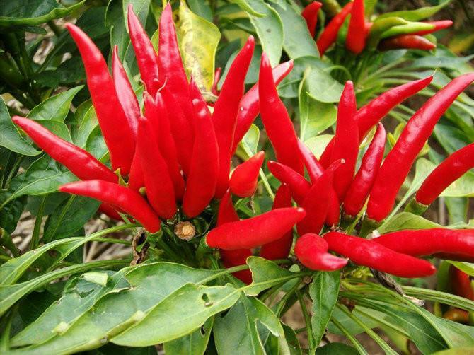 切辣椒时手被辣椒辣到了怎么办,防止切辣椒后辣手的小妙招