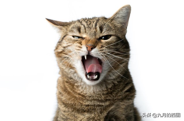 怎么发自嘲式幽默朋友圈,学会幽默自嘲